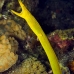 eel_ribbon_kbraerpr3_v_0171_sul3167.jpg